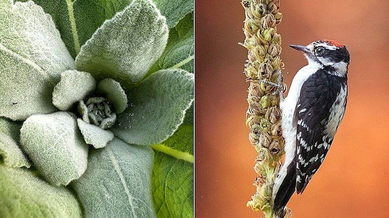 Split image of the fuzzy leaves of mullein, and a small woodpecker on a mullein stalk