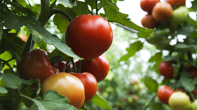 ripe tomatoes on a plant