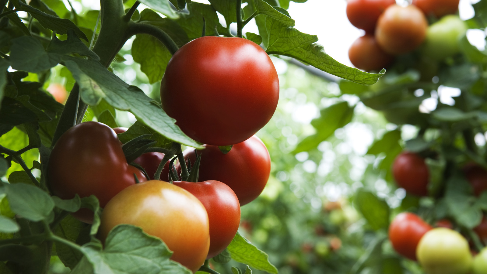 This Garbage Can Hack Will Keep Your Tomato Plants Happy And Healthy