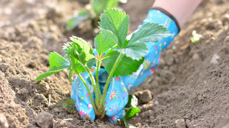 Gardener plants strawberry plant