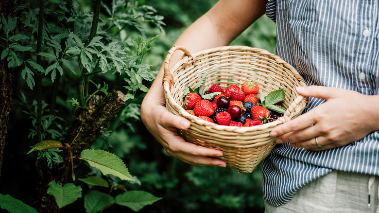 Gardener holds basket of berries