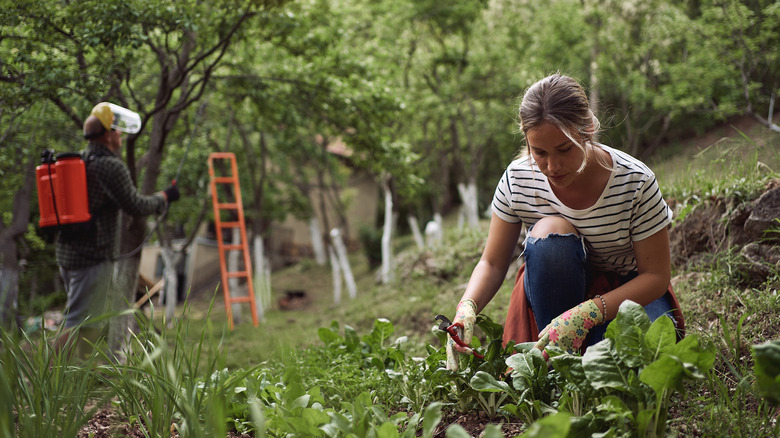 pesticides spreading next to garden