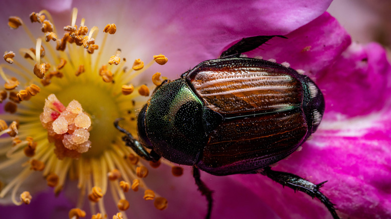Japanese beetle eating a rose.
