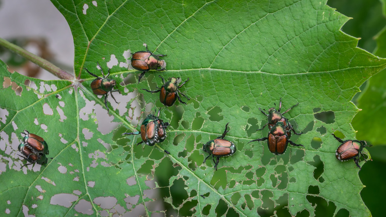 Japanese beetles skeletonizing a leaf.