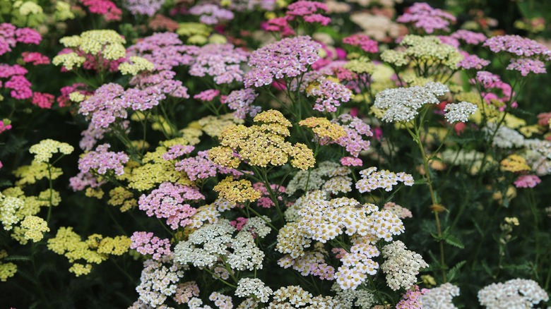 several varieties of yarrow growing