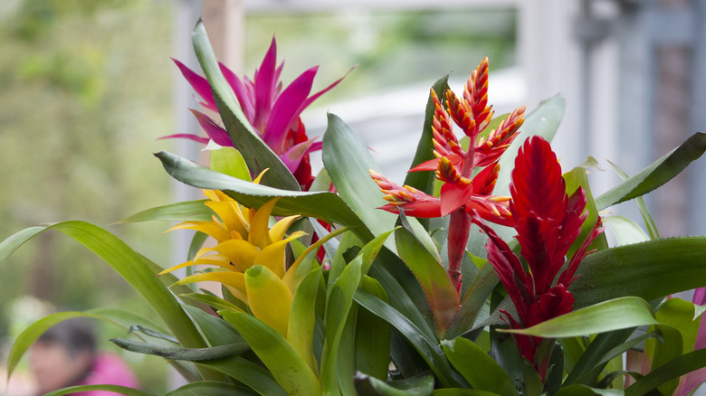 Potted guzmania bromeliad houseplant in bloom