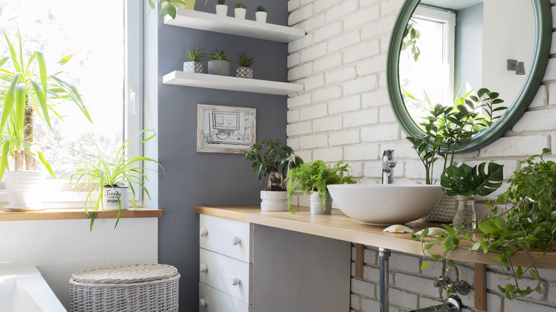 A modern bathroom with a range of flourishing houseplants