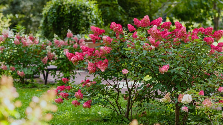 Hydrangea paniculata with pink blooms