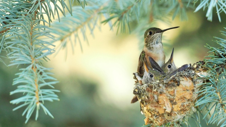 Hummingbird nest in tree
