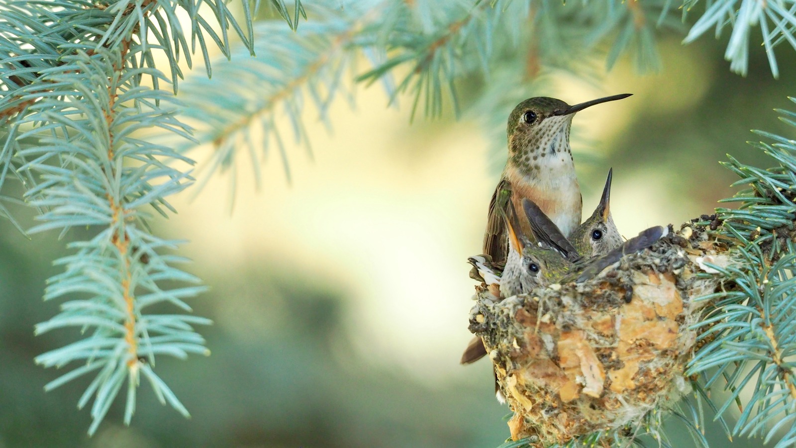 This Plant Is A Hummingbird You'll Want To Grow In Your