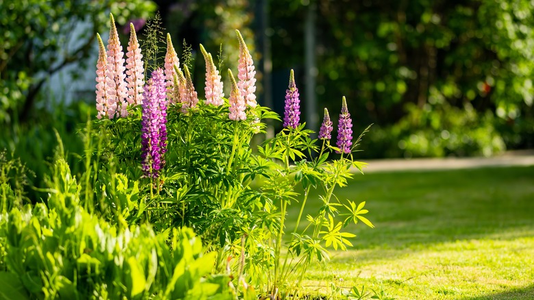 Pink and purple lupines
