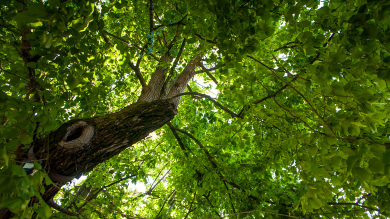 linden tree canopy