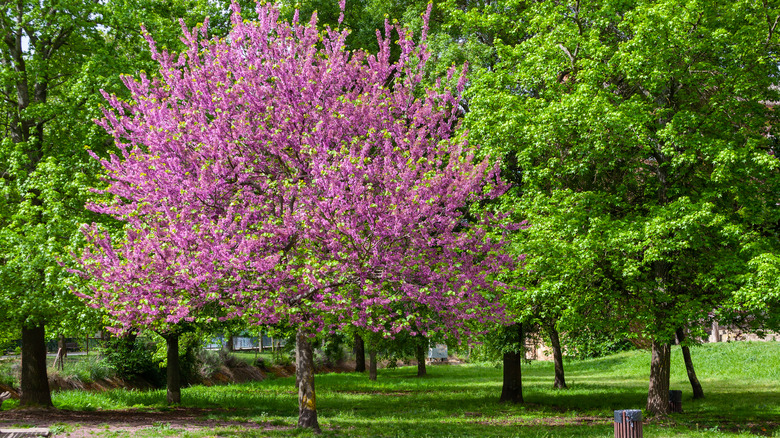 redbud tree