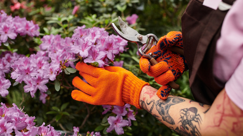 A woman wearing gloves pruning a blooming azalea bush