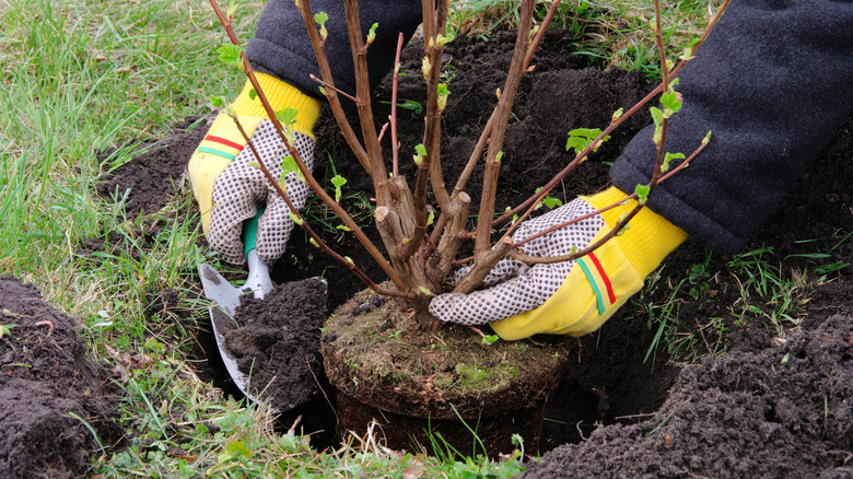 A person wearing gloves while planting a shrub
