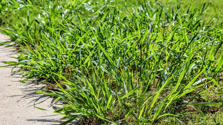 Crabgrass weed in lawn