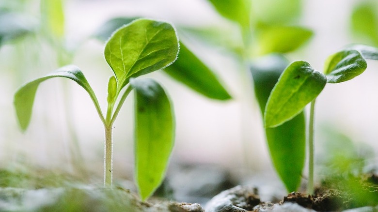 Little green seedlings