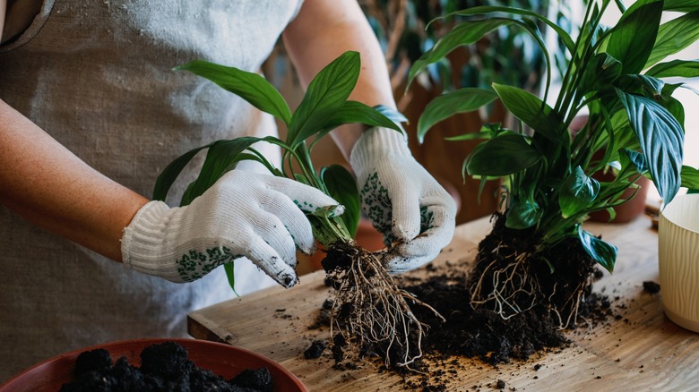 Person replanting house plants