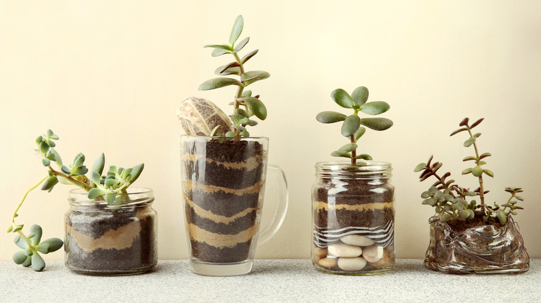 Four jape plants in different size and style glass containers