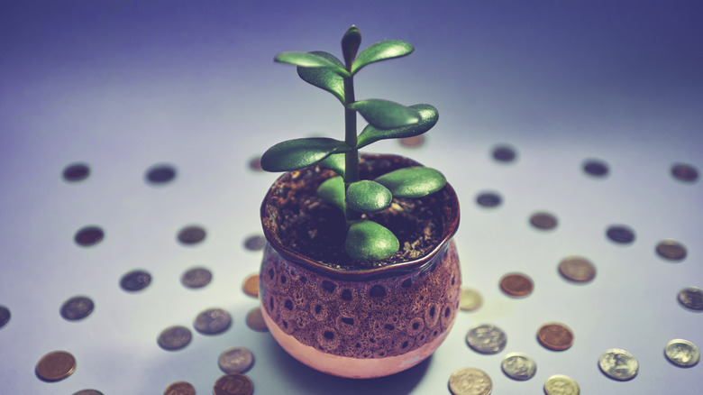 Jade plant in a patterned terracotta pot surrounded by coins