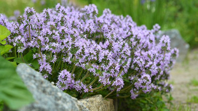 flowering thyme