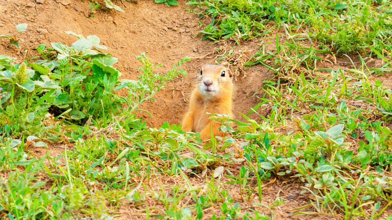 gopher peeping out of hole