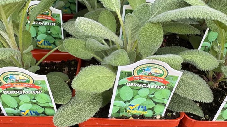 Young 'Berggarten' sage plants in small containers with tags ready to be purchased.