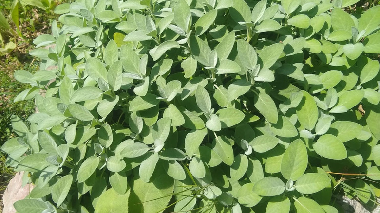 'Berggarten' sage plant growing in a dense, green clump in a garden.