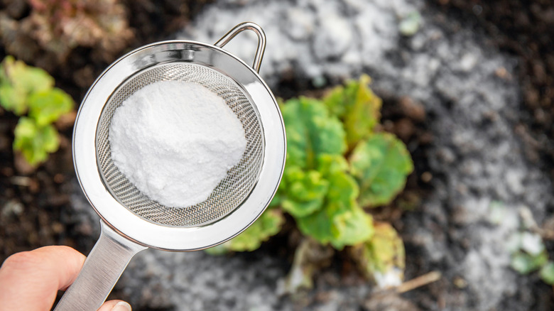 Applying baking soda directly onto a weed
