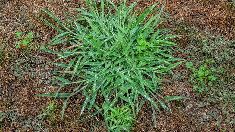 Crabgrass growing unchecked in a yard