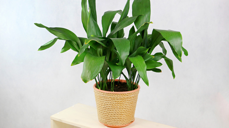 A cast iron plant growing in a rope-covered planter on a white-painted wooden bench.