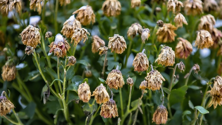 Flowers wilting and drooping severely
