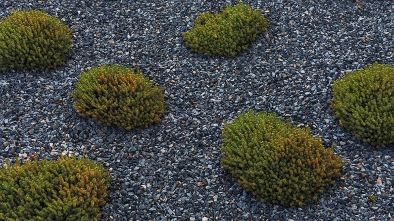 Green bushes planted amidst dark rocks