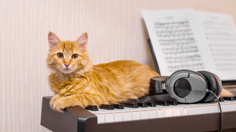 cat on keyboard