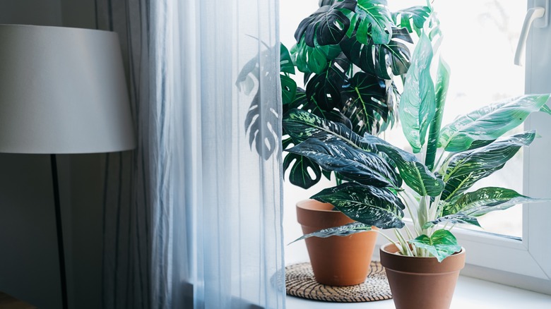 Houseplants on windowsill