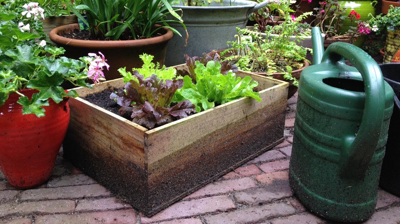 plants in wooden crate