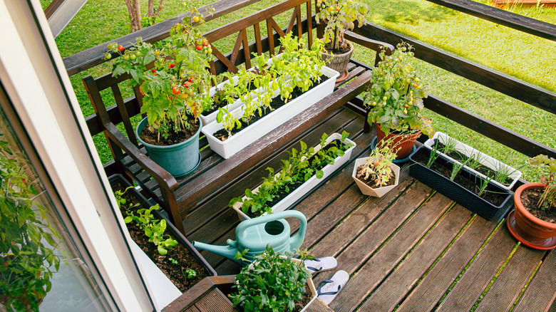 small balcony garden with containers