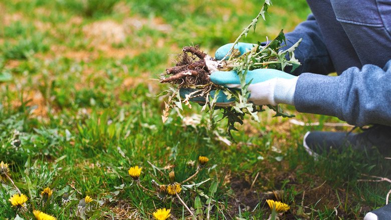 Person weeding garden of dandelions