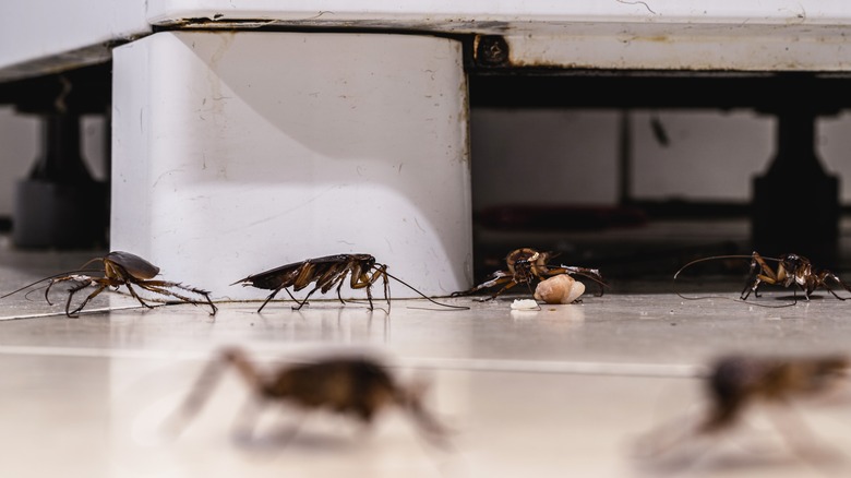 Cockroaches in kitchen