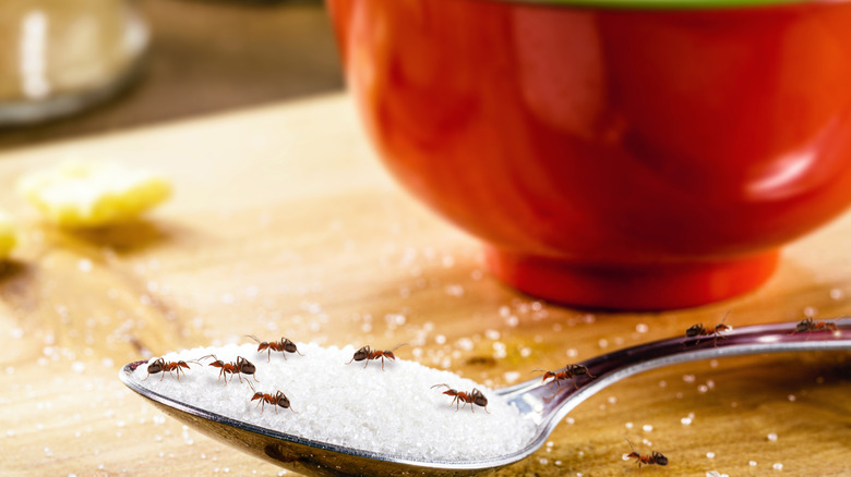 Small ants gathering on a spoonful of sugar on a wooden table in a kitchen