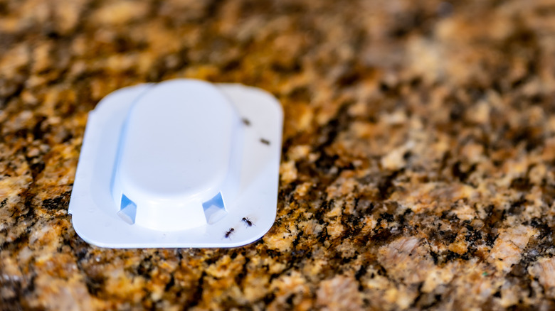 Ants approaching white bait trap on a granite kitchen countertop