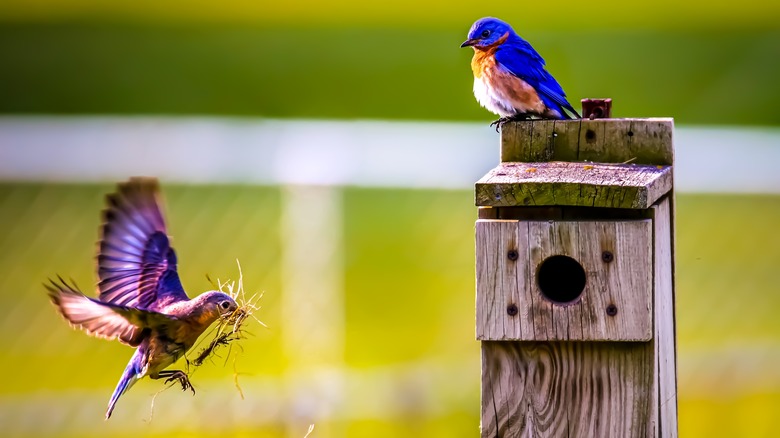 Birdhouse and birds