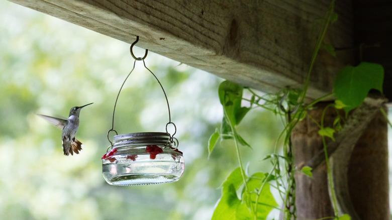 A hummingbird at a feeder