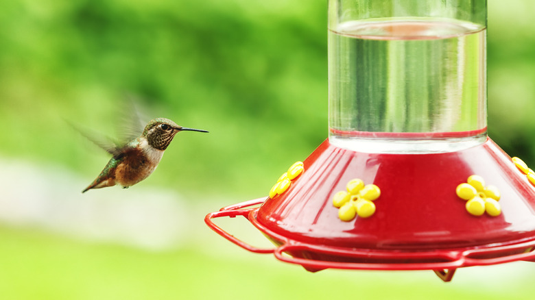 A hummingbird at a feeder
