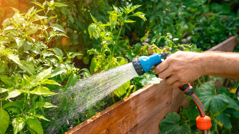 Water hose and plants