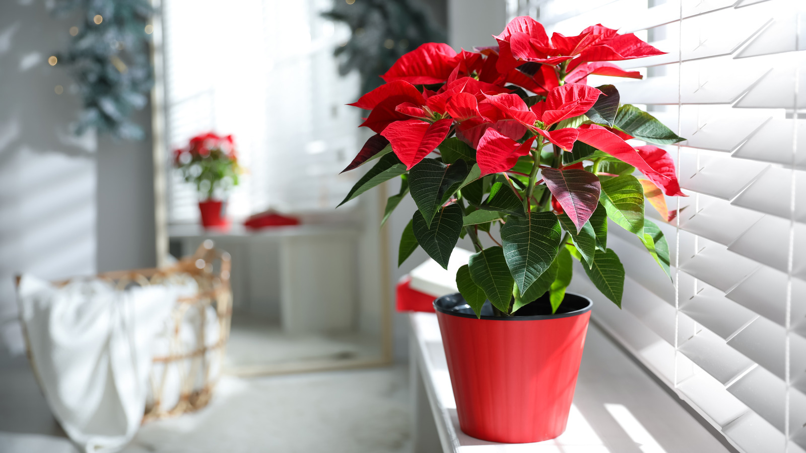 This Is The Ideal Temperature For A Poinsettia House Digest TrendRadars