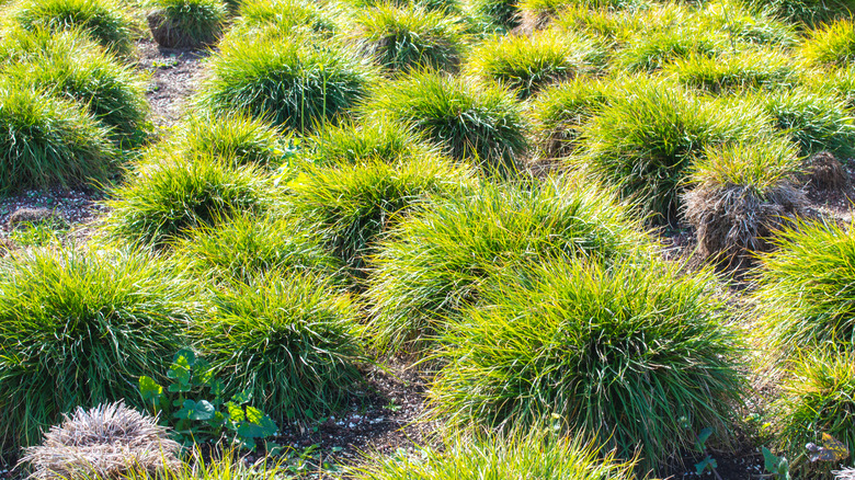 Bushy clumps of green grass.