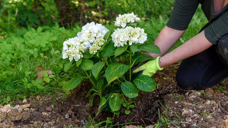 person planting white hydrangea plant