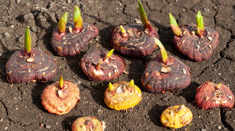 Gladiolus bulbs sprouting