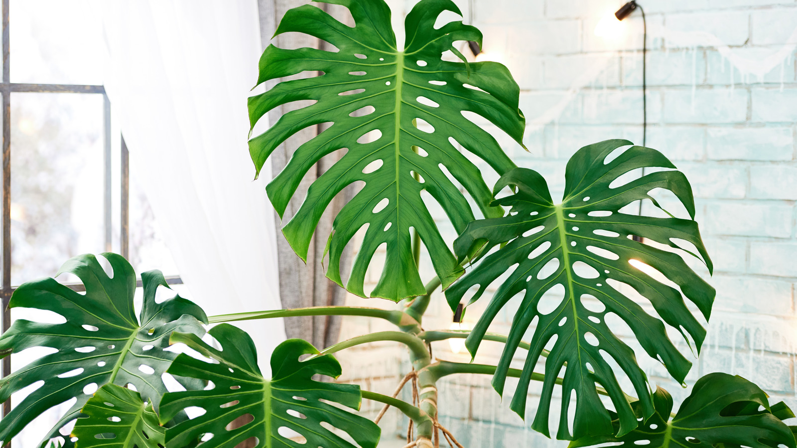 This Is The Secret To Keeping Your Monstera Deliciosa Happy And Healthy